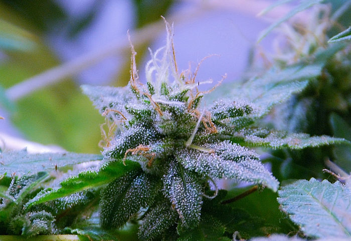 Green House Seeds - GH Cheese (fem.)