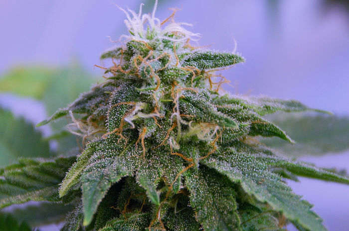 Green House Seeds - GH Cheese (fem.)