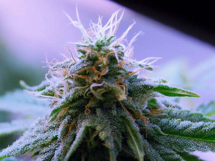 Green House Seeds - GH Cheese (fem.)