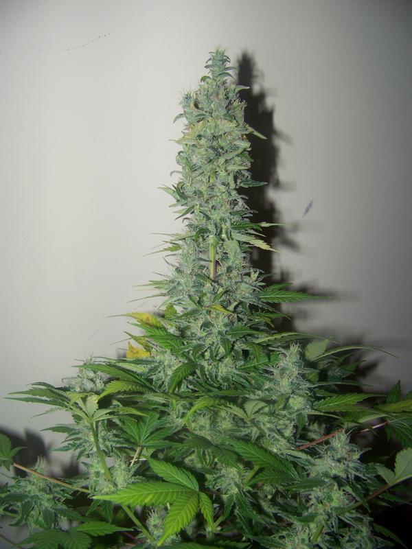 Green House Seeds - GH Cheese (fem.)