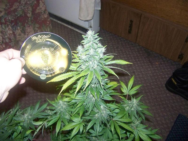 Green House Seeds - GH Cheese (fem.)