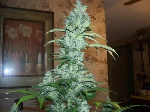 Green House Seeds - GH Cheese (fem.)