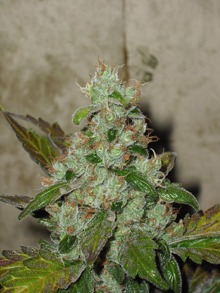 Green House Seeds - GH Cheese (fem.)
