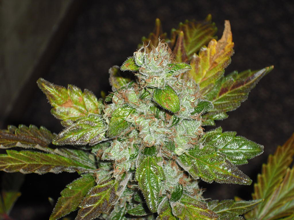 Green House Seeds - GH Cheese (fem.)