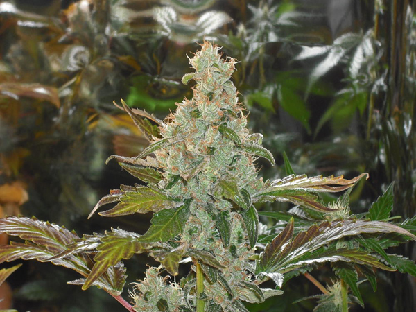 Green House Seeds - GH Cheese (fem.)