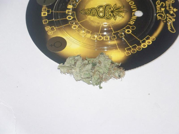 Green House Seeds - GH Cheese (fem.)