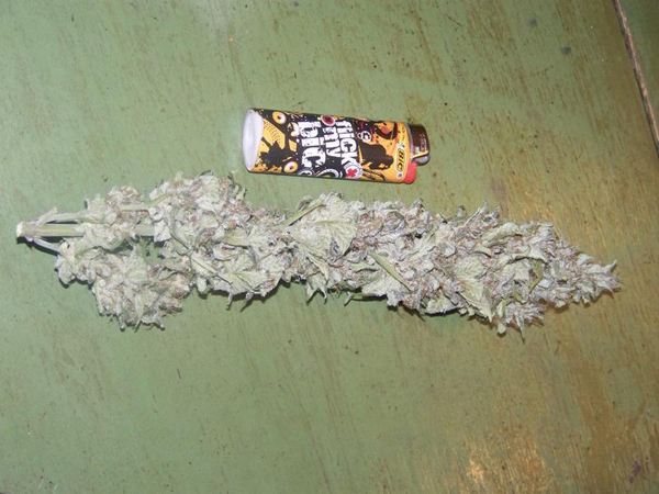 Green House Seeds - GH Cheese (fem.)