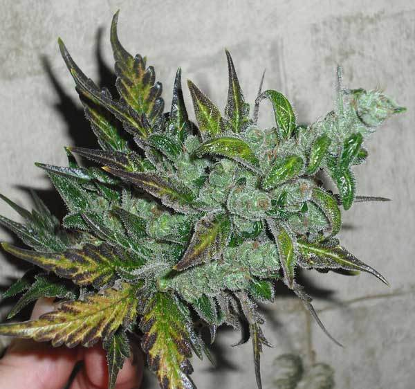 Green House Seeds - GH Cheese (fem.)