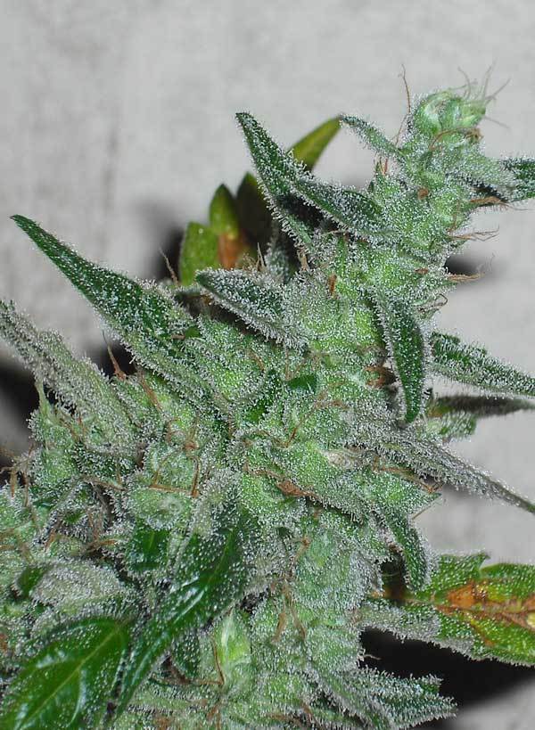 Green House Seeds - GH Cheese (fem.)