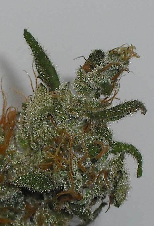 Green House Seeds - GH Cheese (fem.)