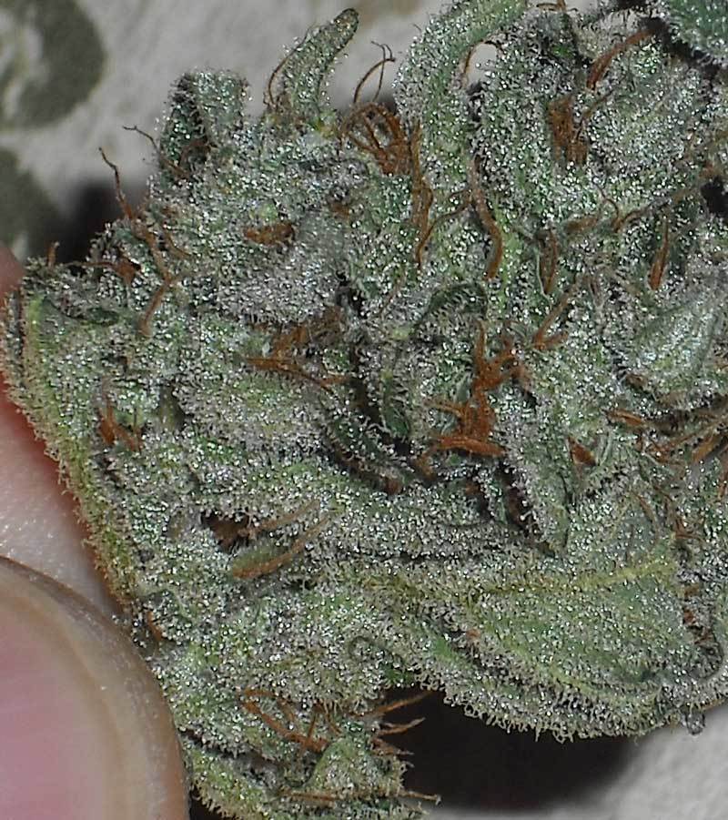 Green House Seeds - GH Cheese (fem.)