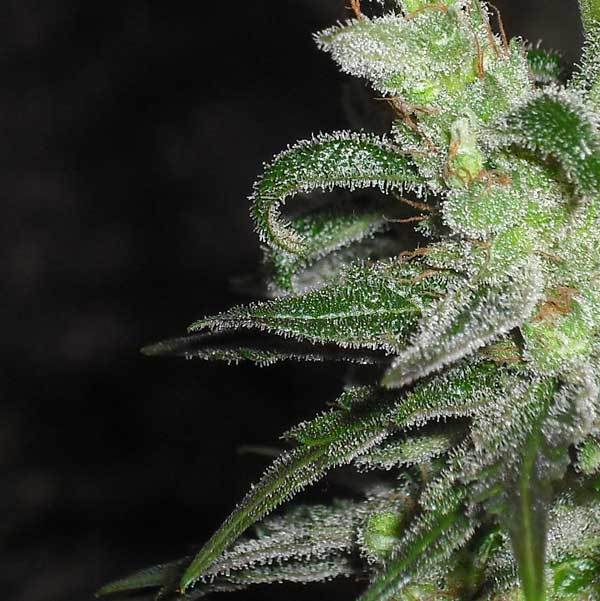 Green House Seeds - GH Cheese (fem.)