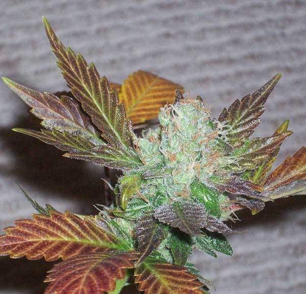 Green House Seeds - GH Cheese (fem.)