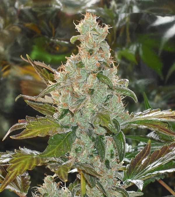Green House Seeds - GH Cheese (fem.)