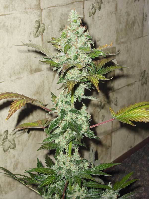 Green House Seeds - GH Cheese (fem.)