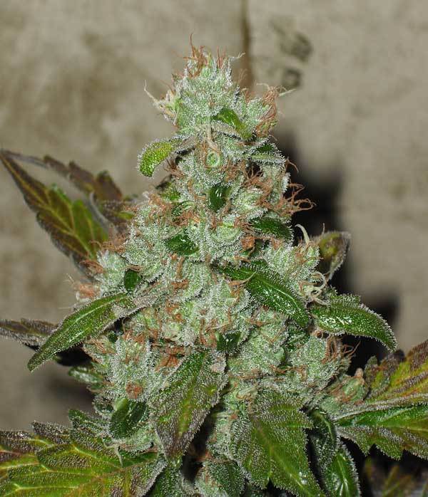 Green House Seeds - GH Cheese (fem.)