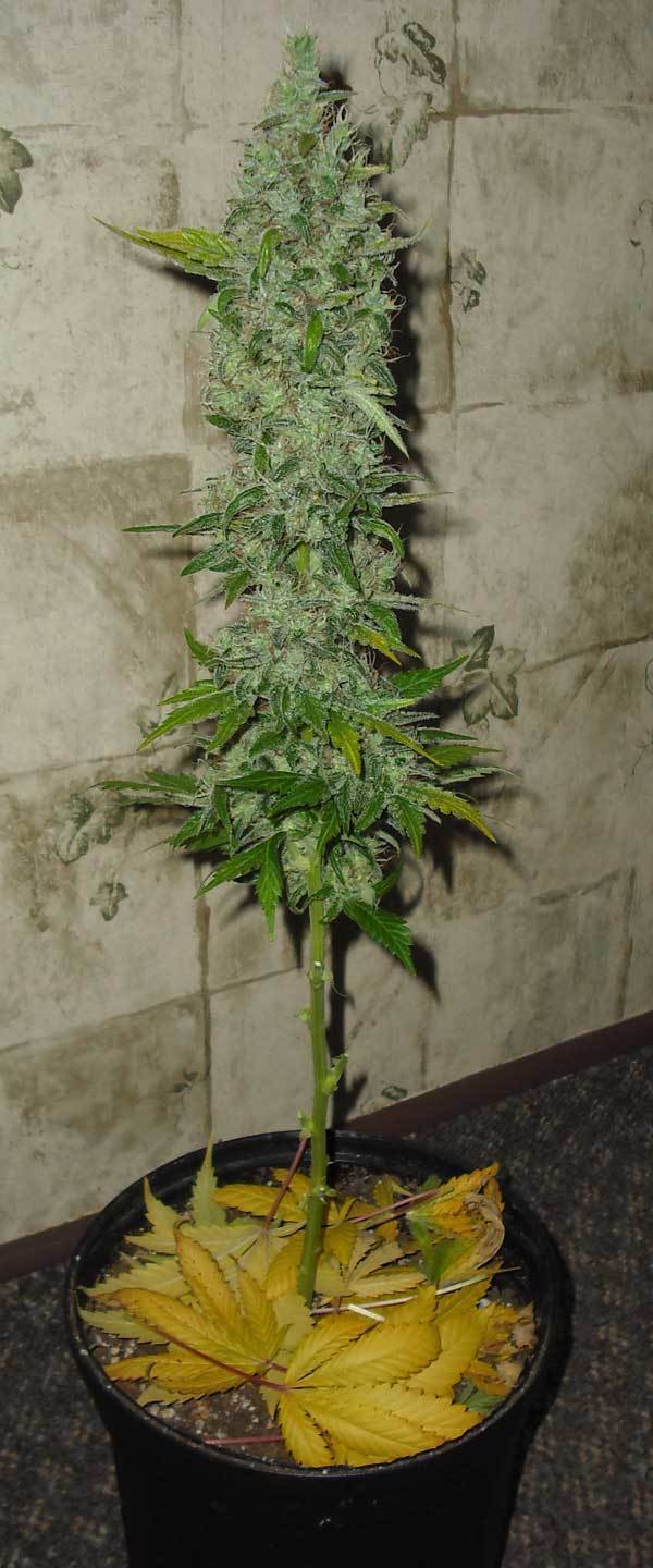 Green House Seeds - GH Cheese (fem.)