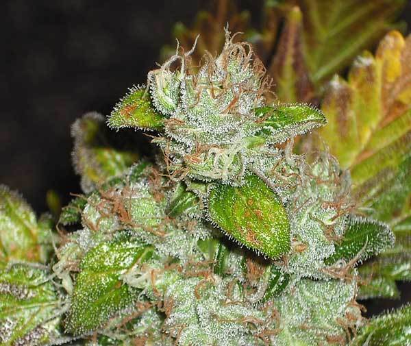 Green House Seeds - GH Cheese (fem.)