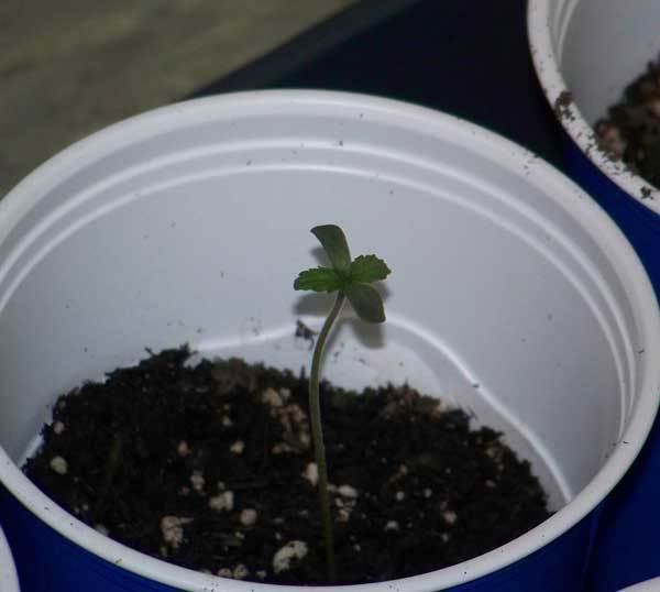 Green House Seeds - GH Cheese (fem.)