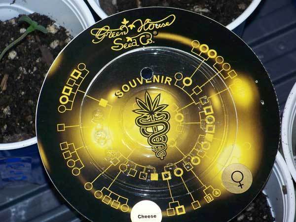 Green House Seeds - GH Cheese (fem.)