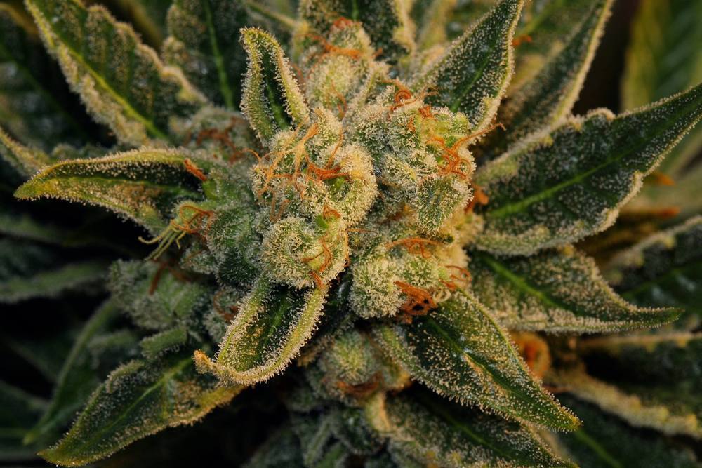 T.H. Seeds - Bubblegum (fem.)