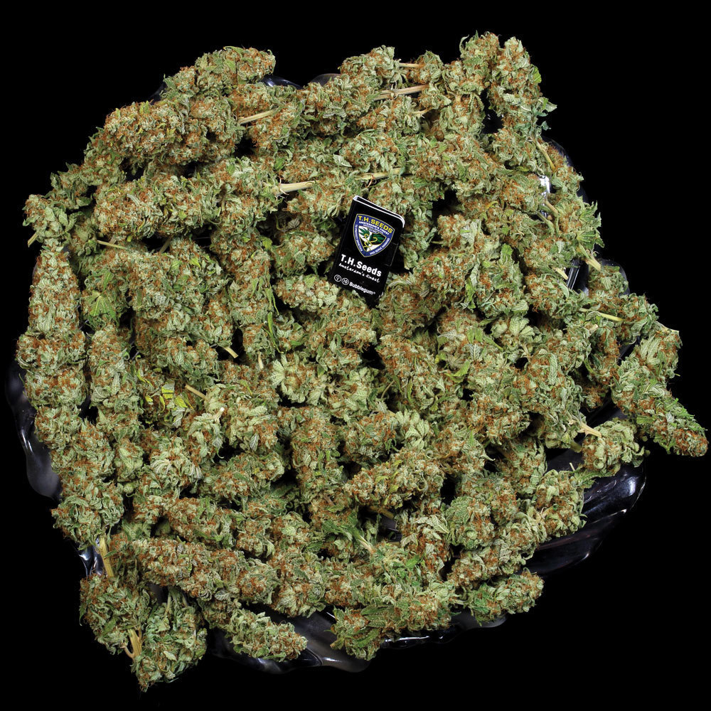 T.H. Seeds - Bubblegum (fem.)