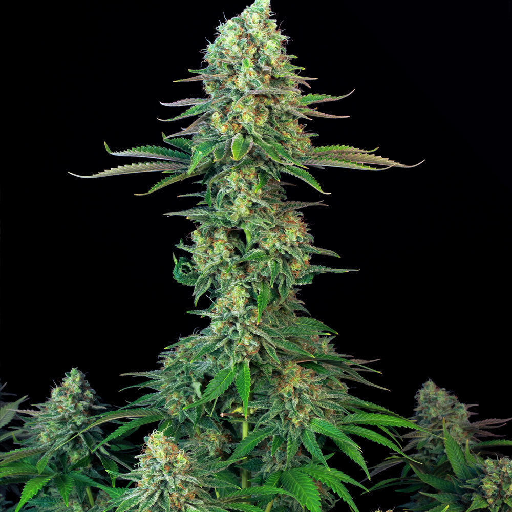 T.H. Seeds - Bubblegum (fem.)