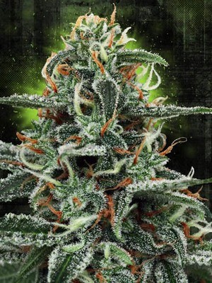 Ministry of Cannabis - White Widow (fem.) 02127