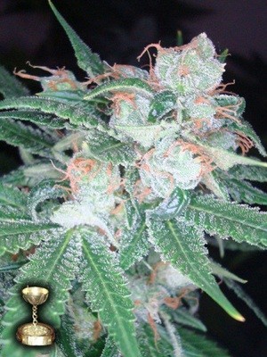 DNA Genetics - Sleestack (fem.) 00148