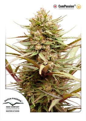 Dutch Passion - CBD ComPassion (fem.) 01438