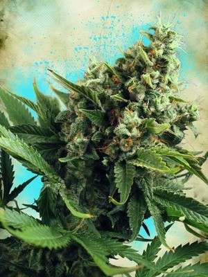 Ministry of Cannabis - Auto White Widow (auto/fem.) 02132