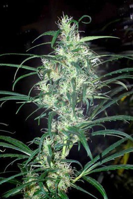 Cannabiogen Seeds - Colombia Punto Rojo (reg.) 01616