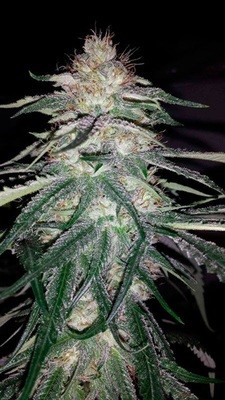 Humboldt Seed Organization - Lost Coast OG (fem.) hso21
