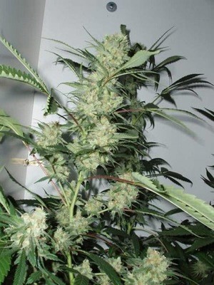 Cannabiogen Seeds - Leshaze (reg.) 01610