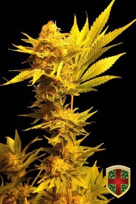 All-In Medicinal Seeds - Jack Golden Auto (auto/fem.) 02308