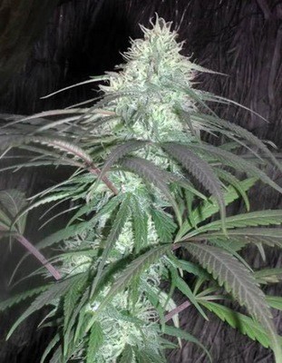 Cannabiogen Seeds - Nepal Jam (reg.) 01609