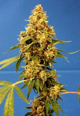 Vulkania Seeds - Hash Plant (fem.) 01636