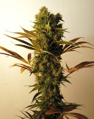 Resin Seeds - Hammer Shark (fem.) 01993