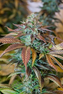 Humboldt Seed Organization - Lemon Kush Headband (fem.) hso20