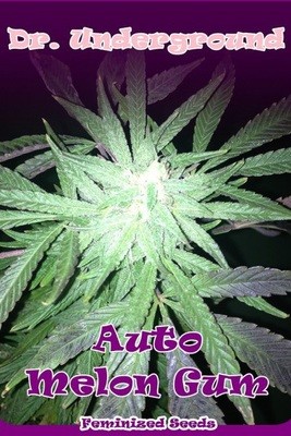 Dr. Underground - Auto Melon Gum (auto/fem.) 01265
