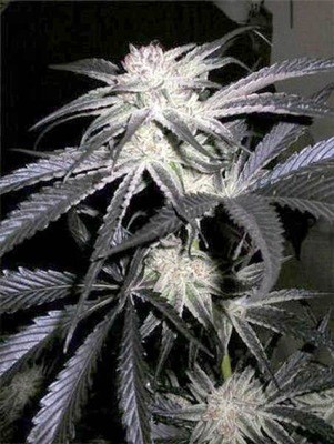 Cannabiogen Seeds - Peyote Purple (reg.) 01611