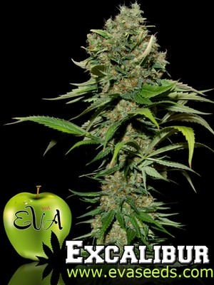 Eva Seeds - Excalibur (fem.) 00391
