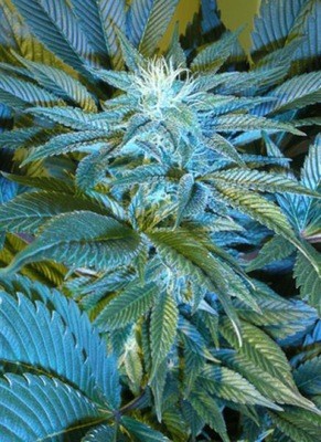 Cannabiogen Seeds - Sandstorm (reg.) 01607