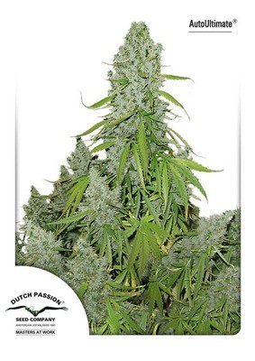 Dutch Passion - Auto Ultimate (auto/fem.) 01468