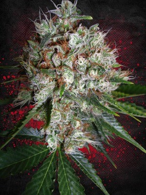 Ministry of Cannabis - Big Bud XXL (fem.) 02119