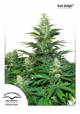 Dutch Passion - Dark Delight ® (fem.) 01449