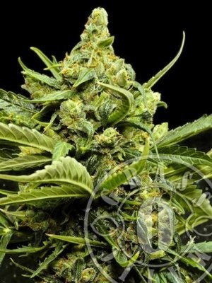 Grass-O-Matic - Maxi Gom (auto/fem.) 01353