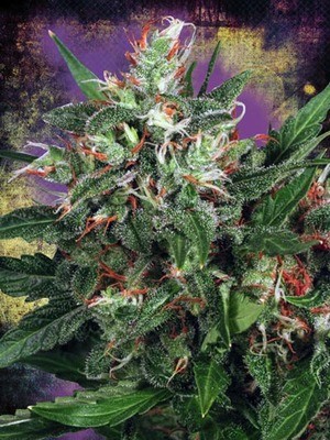 Ministry of Cannabis - Early XXX (fem.) 02121