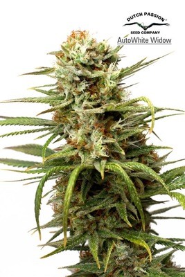 Dutch Passion - Auto White Widow (auto/fem.) 01463
