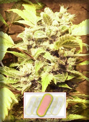 AutoFem Seeds - Auto Soviet (fem./auto) 01621